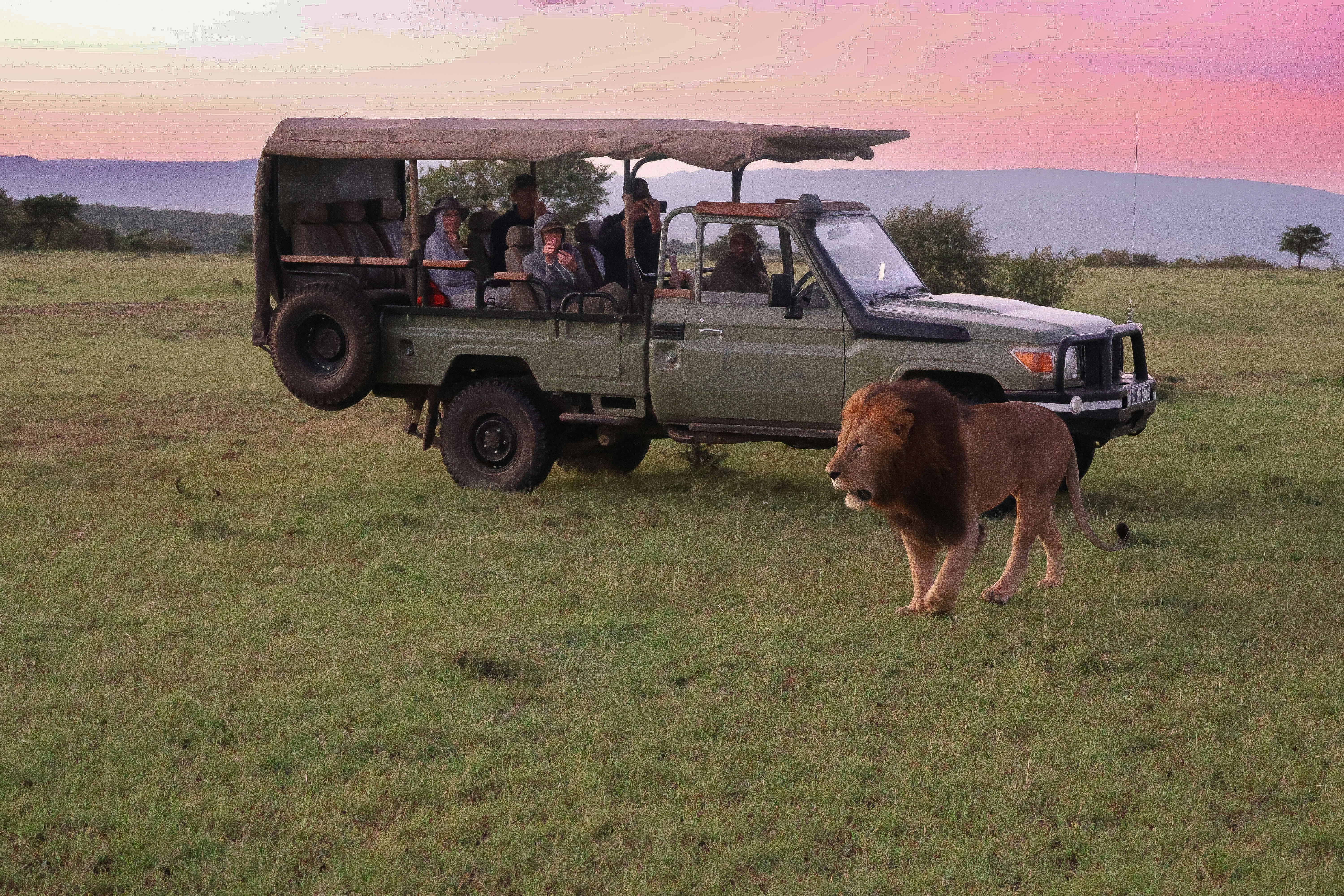 Safari Tours